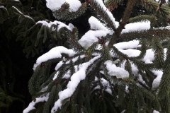 Conifers in the snow (c) Sara Walker